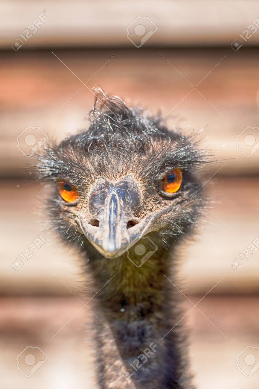 Image result for royalty free images emu