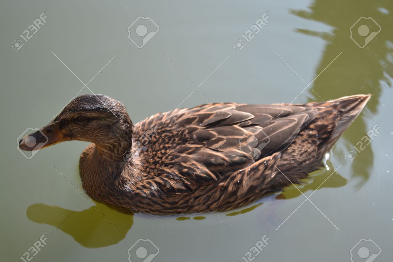 特大】 カップ sarreguemines アニマル カモ 鴨 手彩色 蝶々 【公式通販】