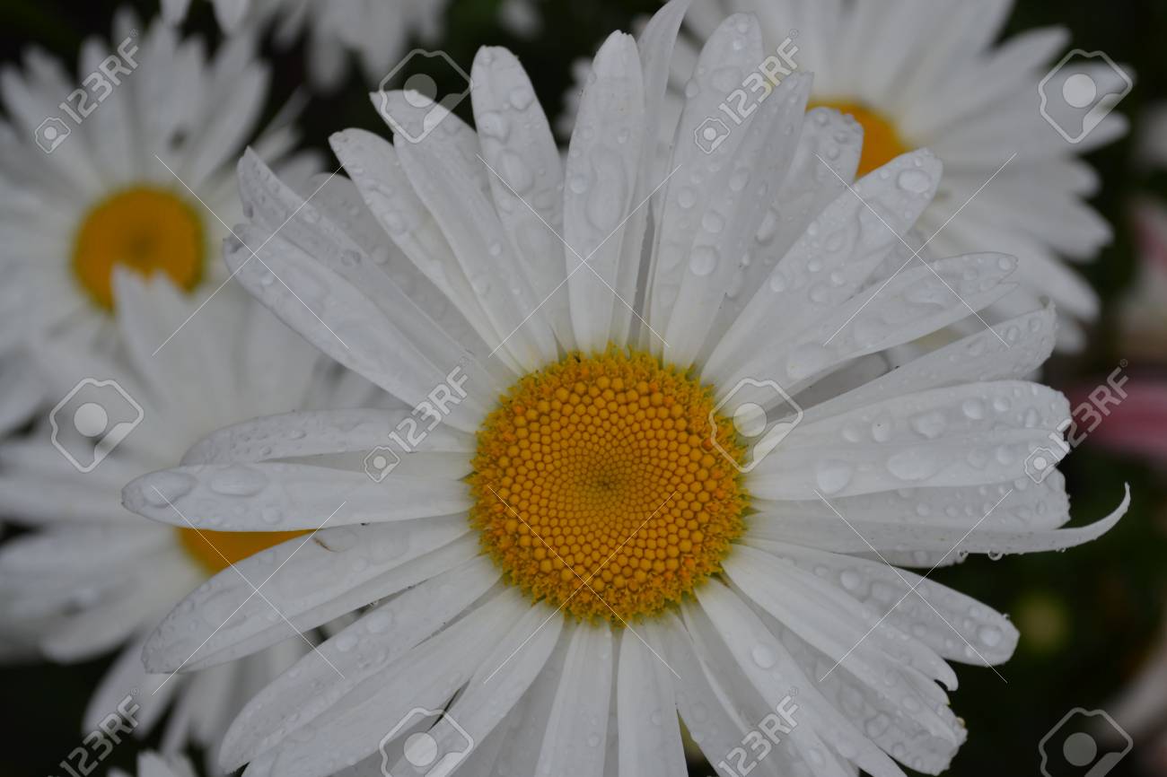 Fleurs De Camomille Camomille Photo Pétales Blancs Belle Plante Plantes Médicinales Pétales Blanches Fleurs Dété Fleurs à Base De Plantes