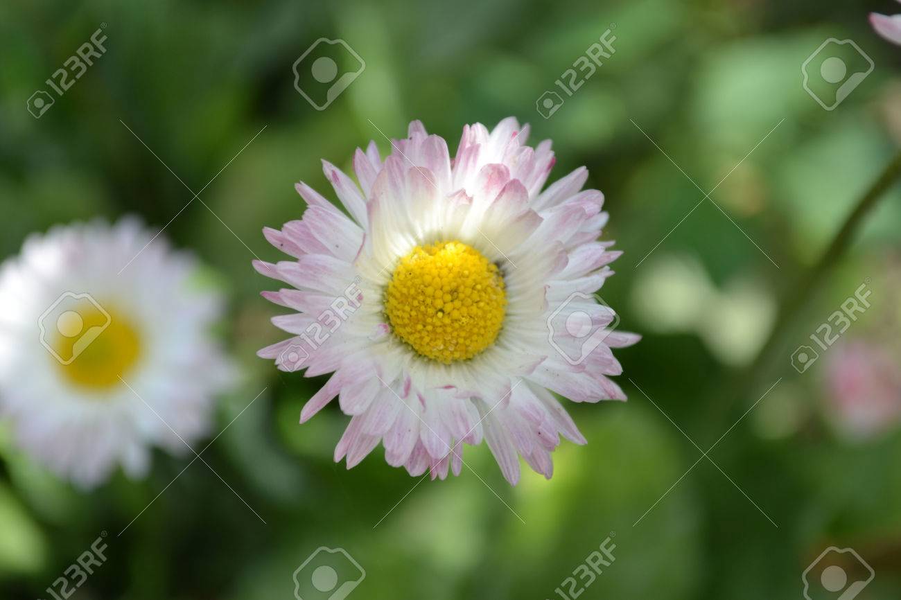 カモミールの花 カモミール 白い花びら 美しい植物 薬用植物 白い花びら 夏の花 ハーブの花 家族の花 明るい花 Diuy 花 緑の茎 白黄色を写真します の写真素材 画像素材 Image