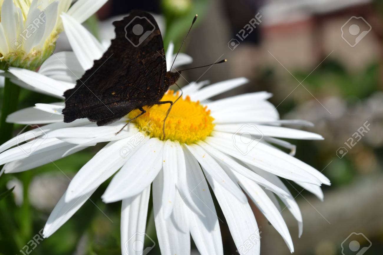 カモミールの花 カモミール 白い花びら 美しい植物 薬用植物 白い花びら 夏の花 ハーブの花 家族の花 明るい花 Diuy 花 緑の茎 白黄色を写真します の写真素材 画像素材 Image