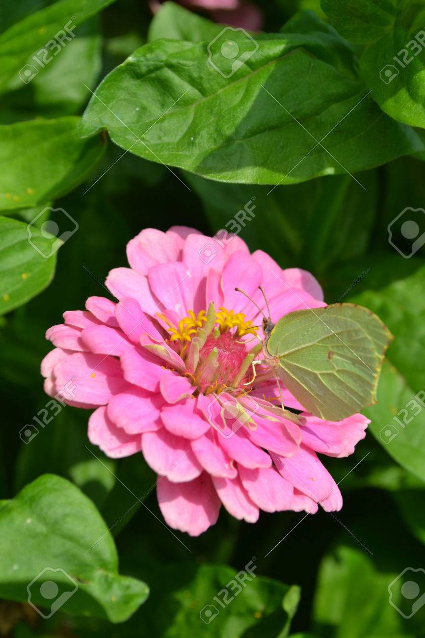 フラワー ガーデン 美しい花 花グリーティング カード ポストカード お祝いの言葉 新鮮な花 夏の花 6 月 7 月の花 目 装飾花壇 庭の装飾 Krsivye 植物 緑の茎を喜ばせる花の花の花びら の写真素材 画像素材 Image