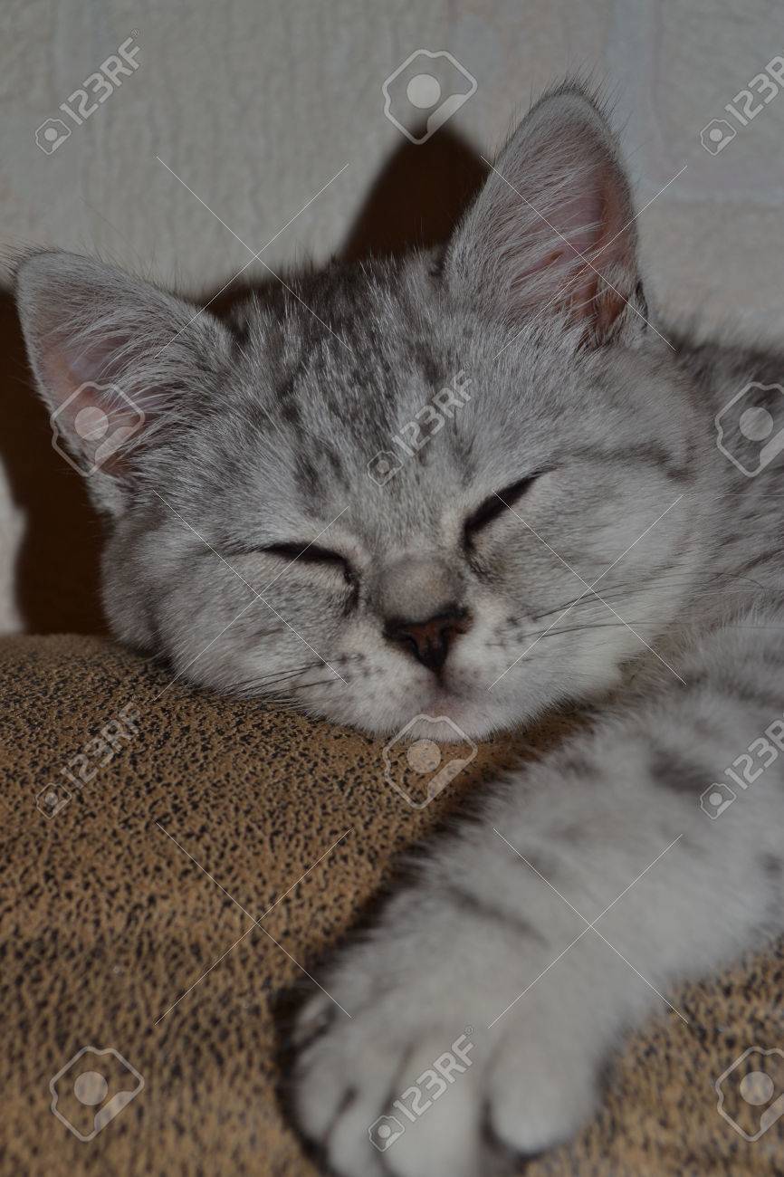 血統書付き猫 トラ猫 フワフワした猫 トラ猫 美しい動物 ペット 猫の絵 猫が寝ている 猫の目 猫の毛 愛情深い猫 美しい猫 野生動物 よく維持された猫 黄色目 長いひげ ストライプ コート の写真素材 画像素材 Image