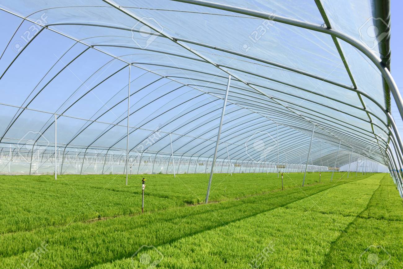 The Cultivation Of Rice Seedlings Plastic Greenhouses Stock Photo Picture And Royalty Free Image Image