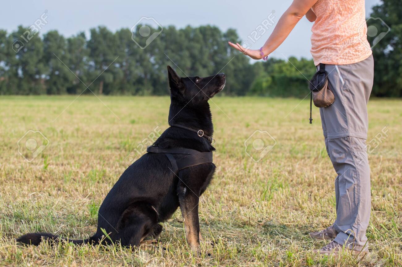 black german shepherd training