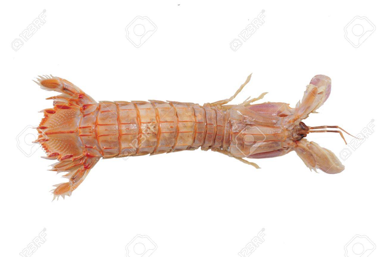 デル ピエロ エビ 海洋生物 食用のカマキリのエビの一種の白い背景の上 の写真素材 画像素材 Image