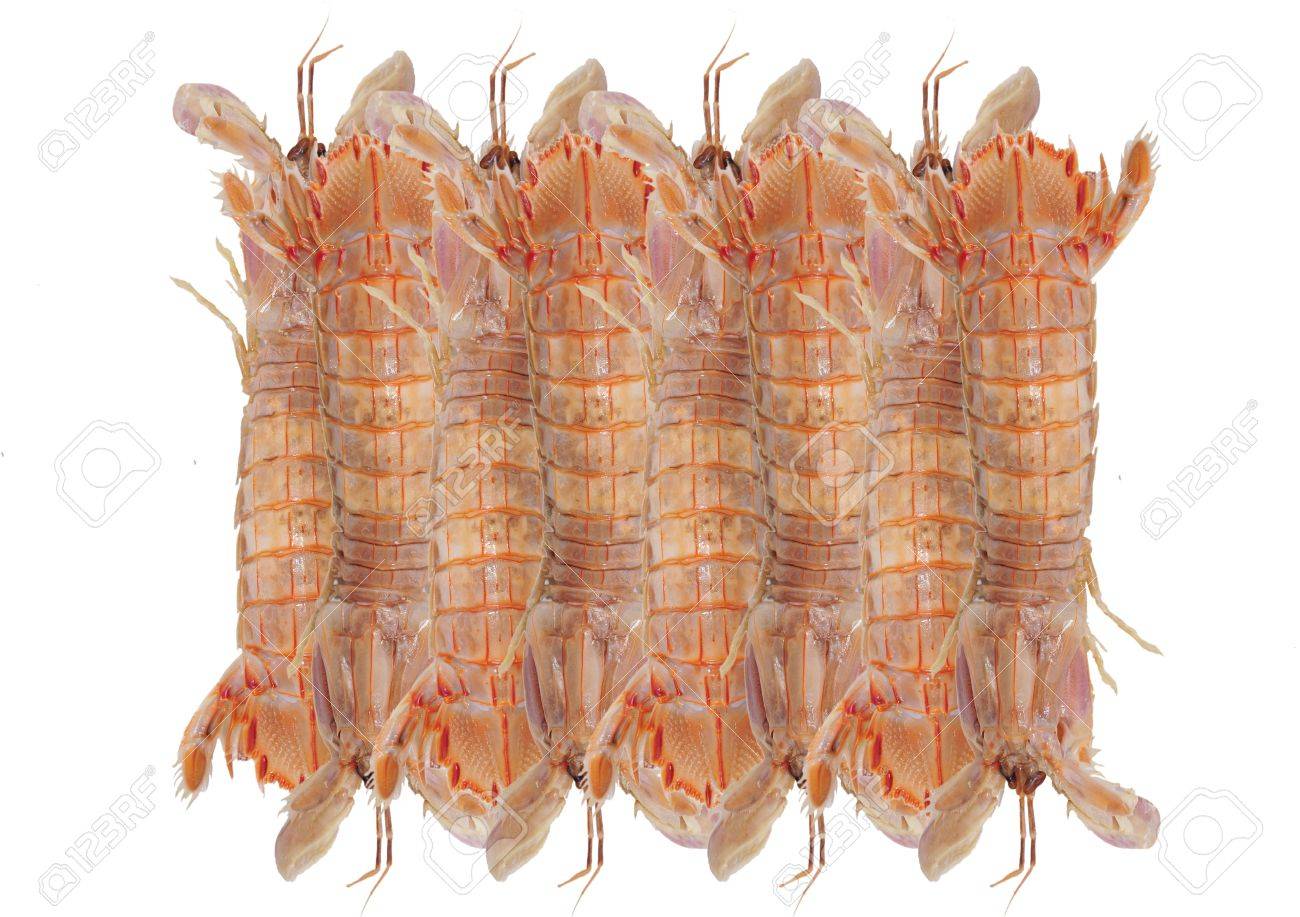 デル ピエロ エビ 海洋生物 食用のカマキリのエビの一種の白い背景の上 の写真素材 画像素材 Image