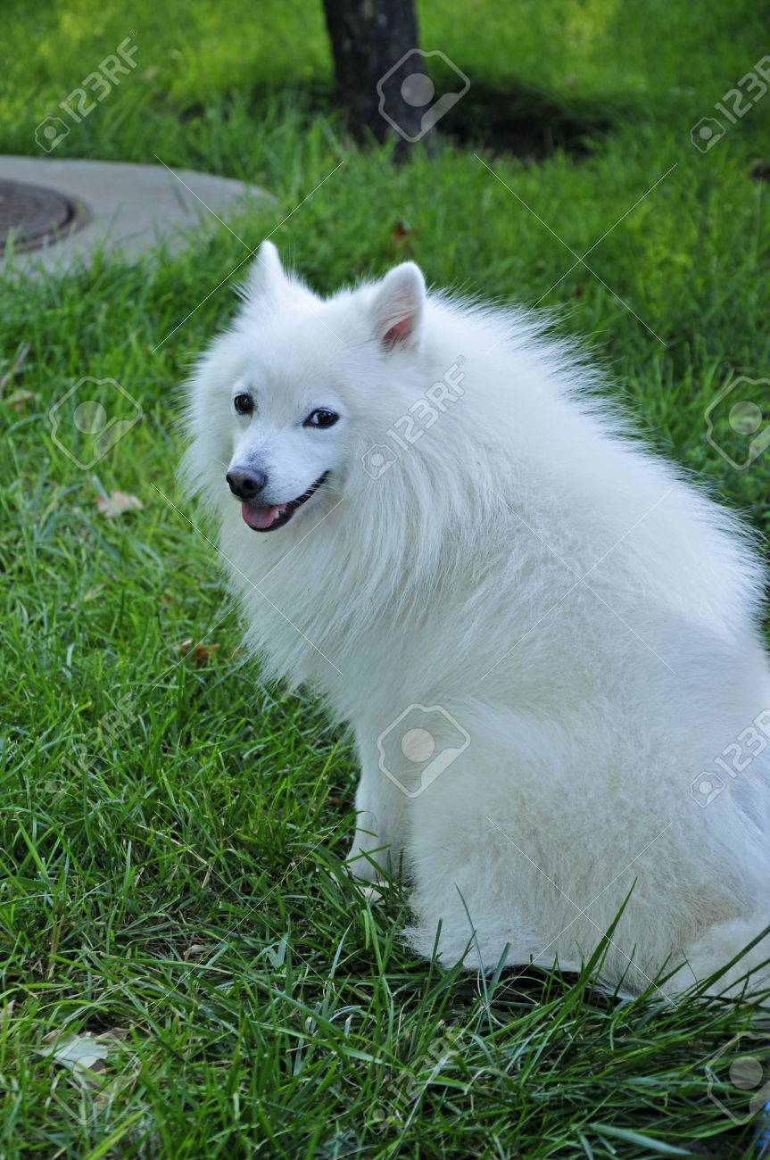 White Fox Dog Breed Clearance Fox Dog White Online Sale