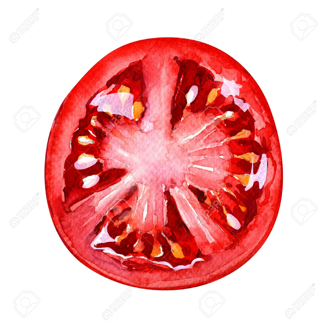 tomato slice isolated watercolor painting on white background stock