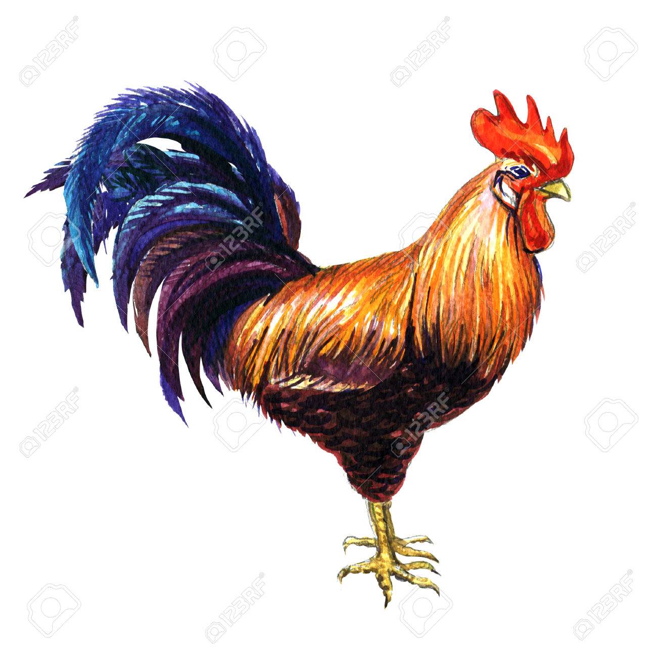 Schone Hahn Leuchtend Rote Hahn Isoliert Von Hand Gezeichnet Aquarell Illustration Auf Weissem Hintergrund Lizenzfreie Fotos Bilder Und Stock Fotografie Image 65742452