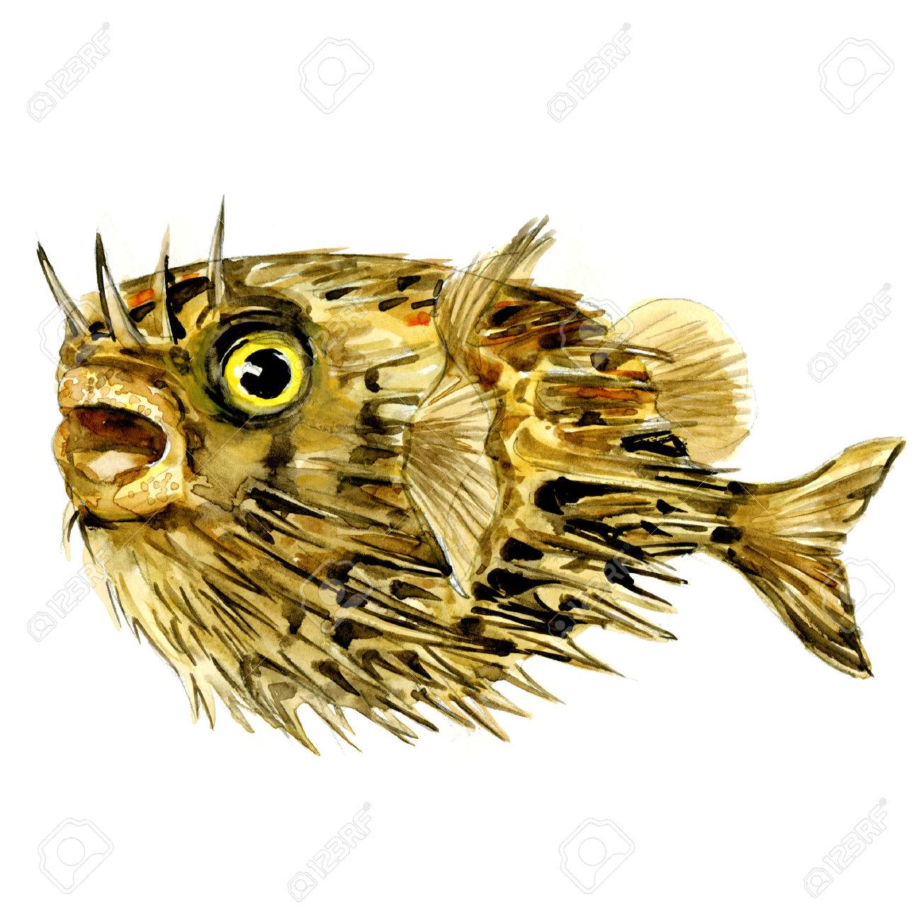 即出荷 ハリセンボン ぬいぐるみxl Www Hallo Tv 即出荷 ハリセンボン ぬいぐるみxl Www Hallo Tv