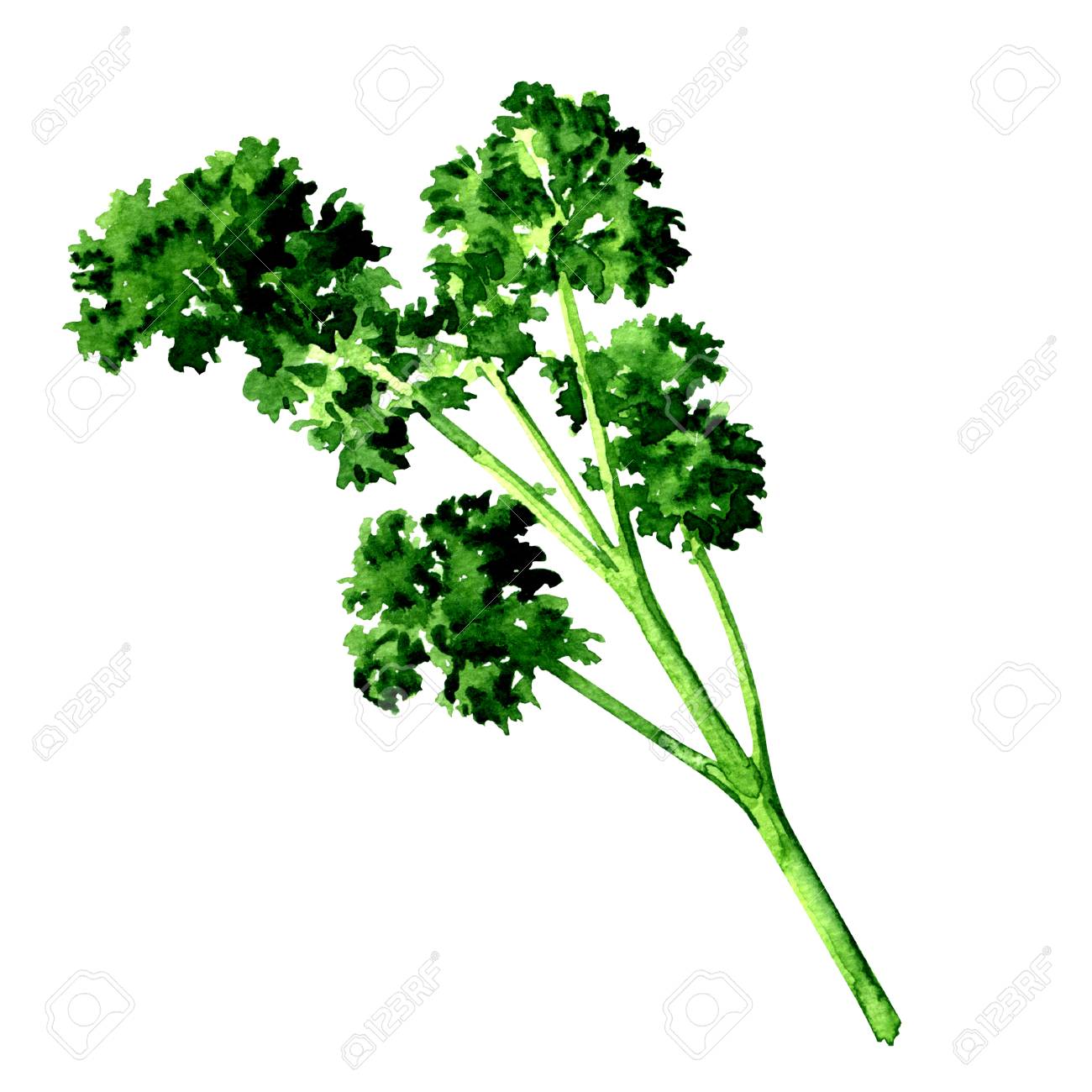 新鮮な緑パセリの分離 白の水彩イラスト の写真素材 画像素材 Image