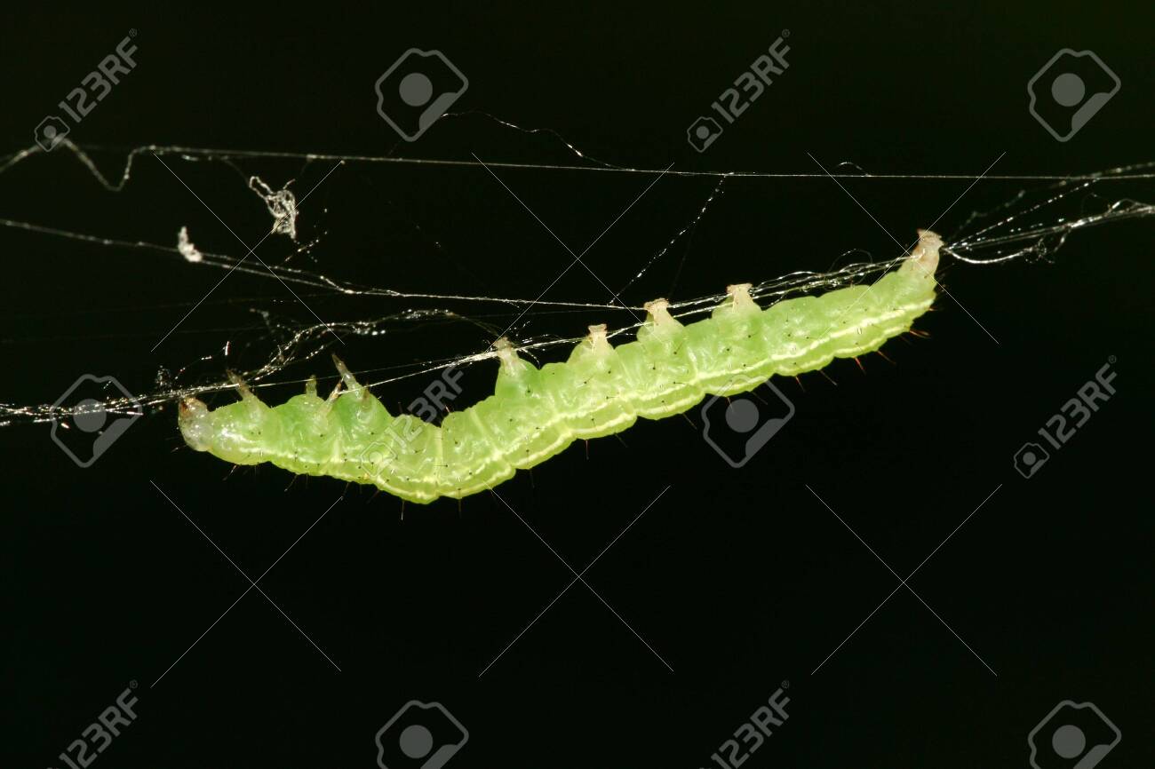 etiam-dictum-ipsum-a-felis