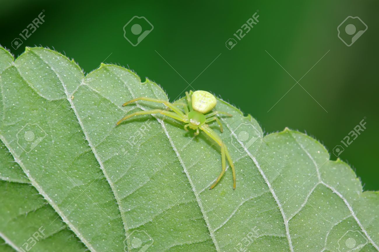昆虫の種類名前が緑の葉にカニのクモ の写真素材 画像素材 Image