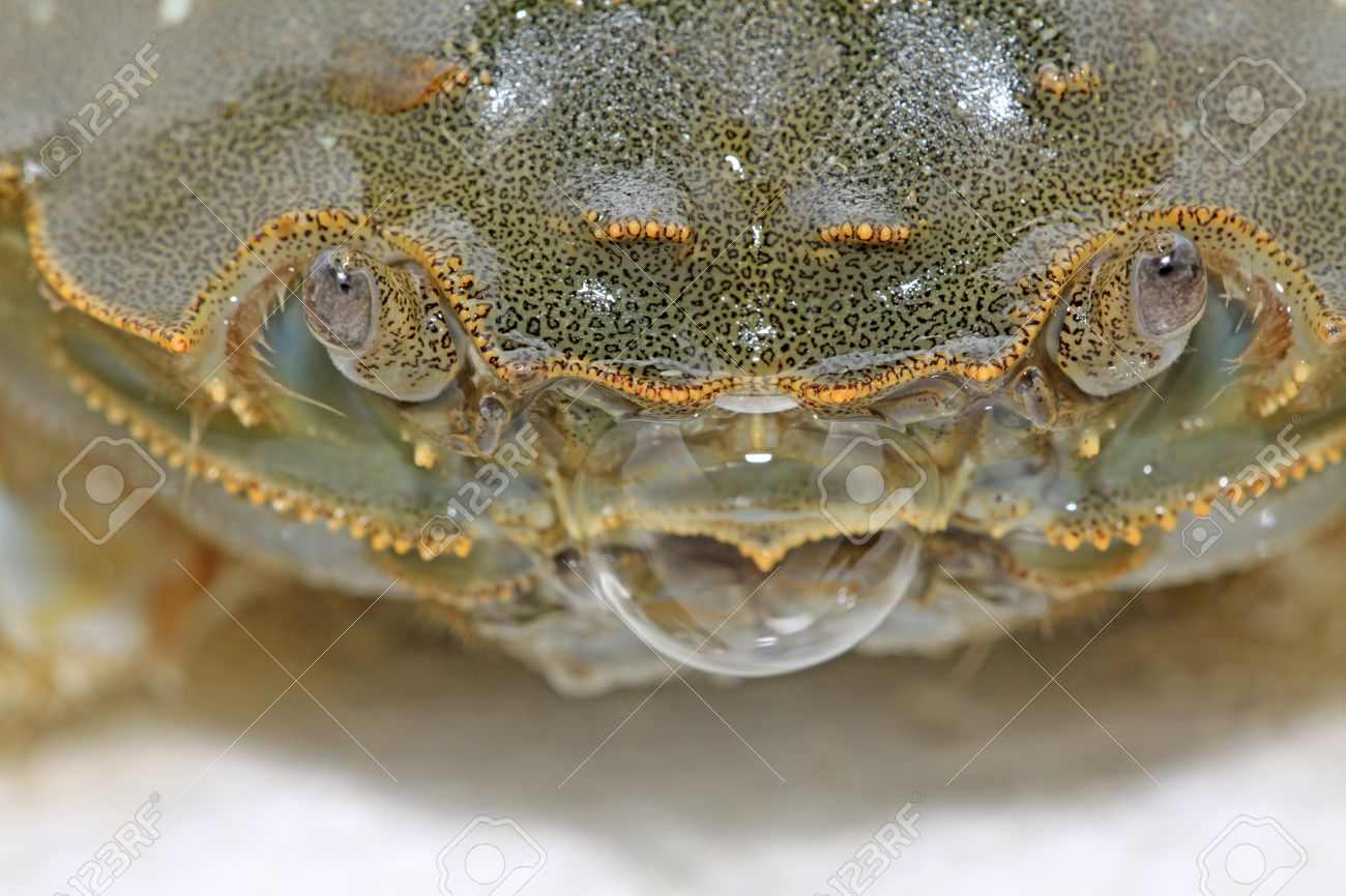 カニの泡を吐くのクローズ アップ の写真素材 画像素材 Image