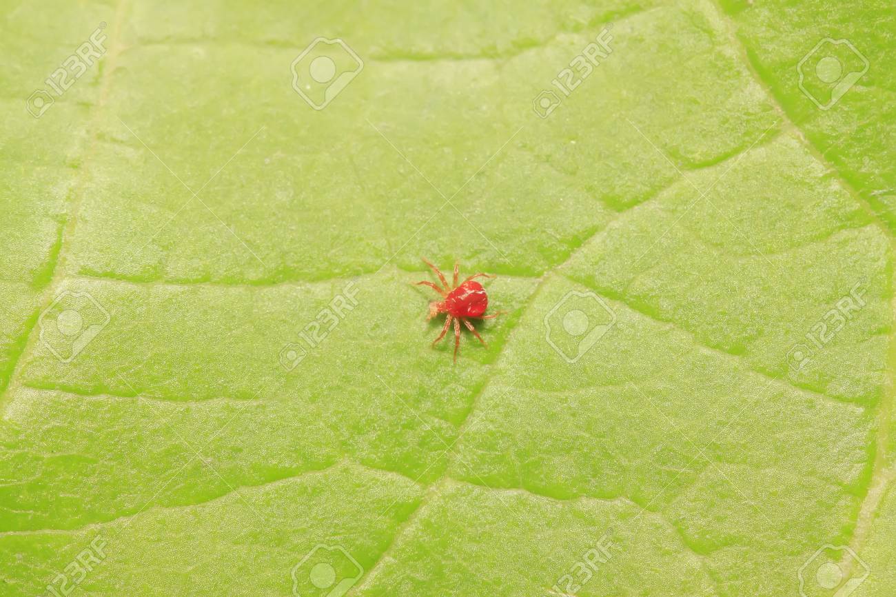 野生の植物に赤いダニ の写真素材 画像素材 Image 野生の植物に赤いダニ の写真素材 画像素材 Image