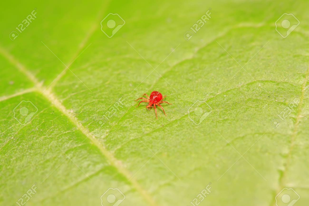 Red Mite On Plant In The Wild Stock Photo Picture And Royalty Free Image Image