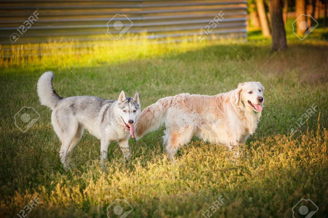 Top husky e golden retriever Outlet, image size:1300x866