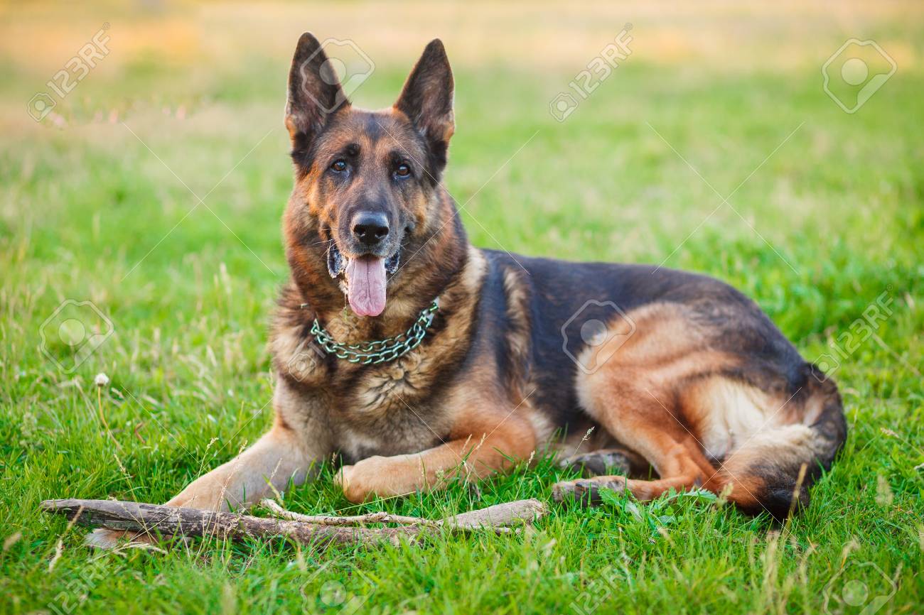 German Shepherd Dog Lying Down Outdoors In Green Park Stock Photo Picture And Royalty Free Image Image 90825804
