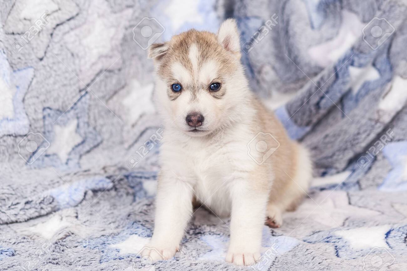free husky puppies