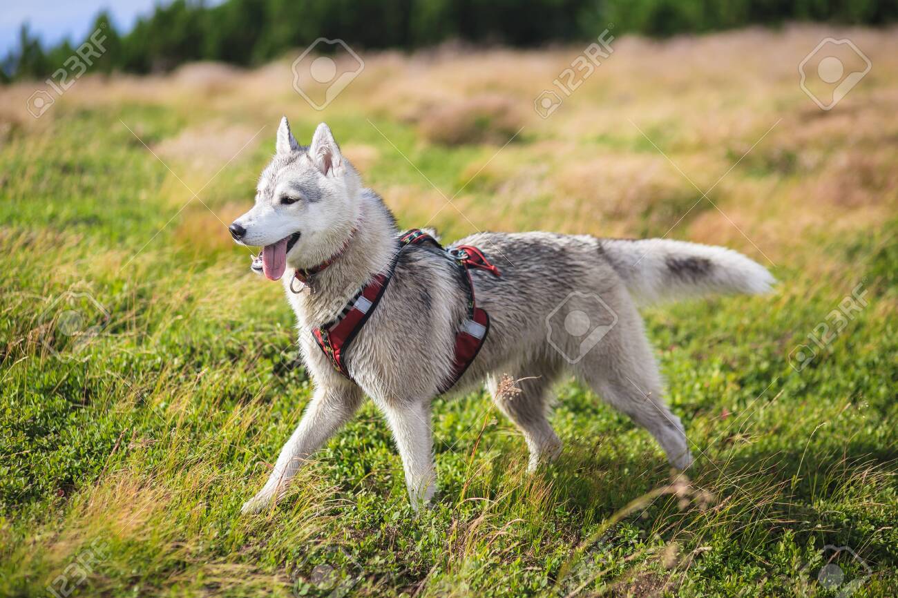 husky with collar