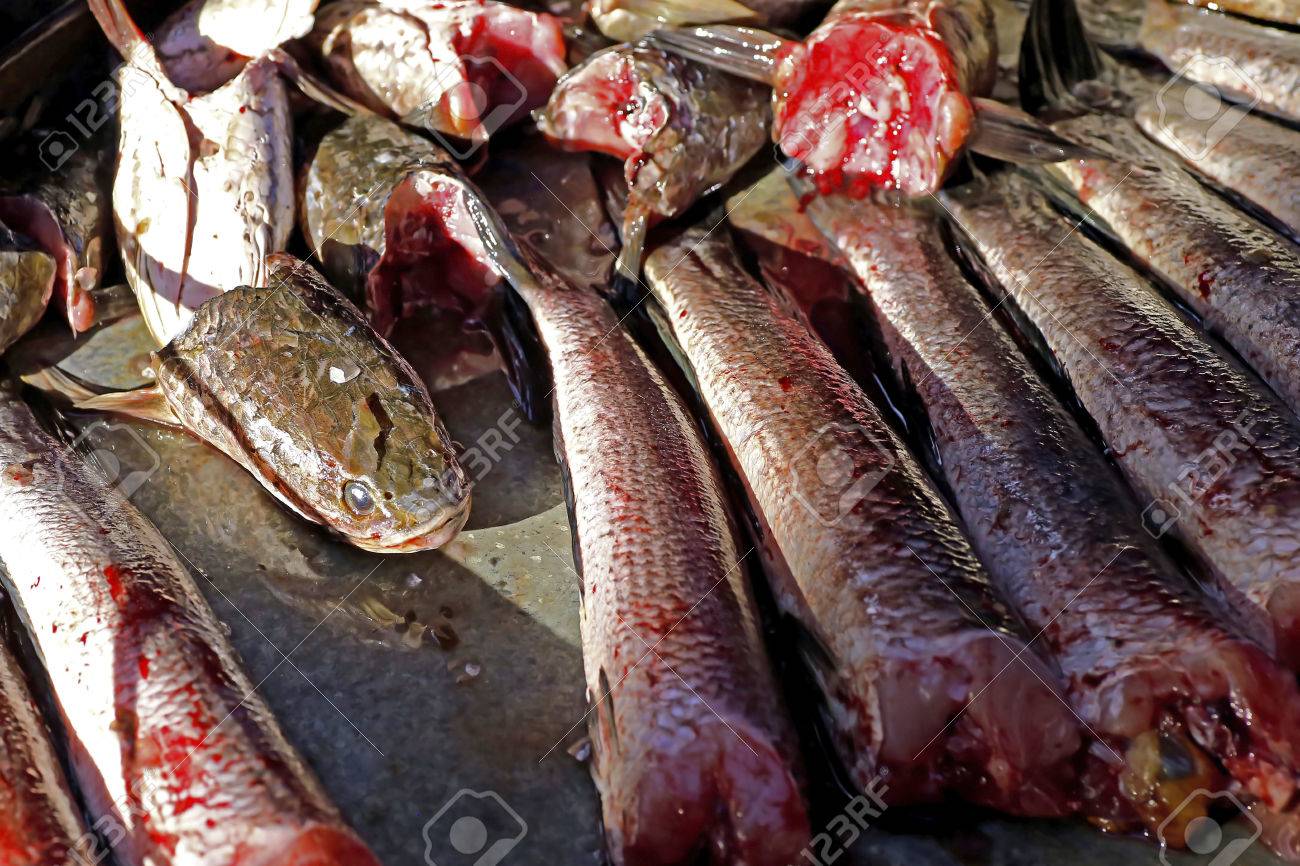 雷魚の生の新鮮な魚料理 の写真素材 画像素材 Image