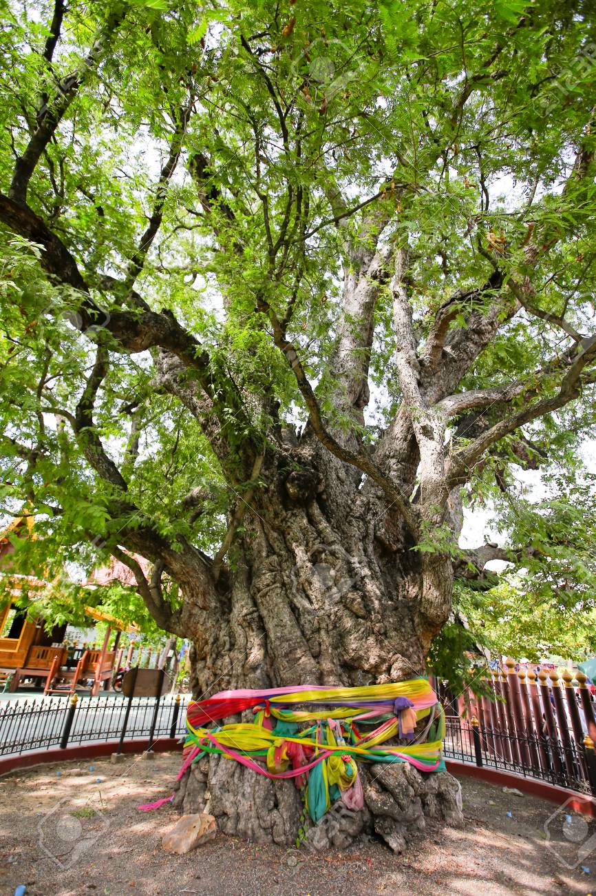 The Big Trunk And Green Leafs Of Tamarind Tree Stock Photo Picture And Royalty Free Image Image The Big Trunk And Green Leafs Of Tamarind Tree Stock Photo Picture And Royalty Free Image Image