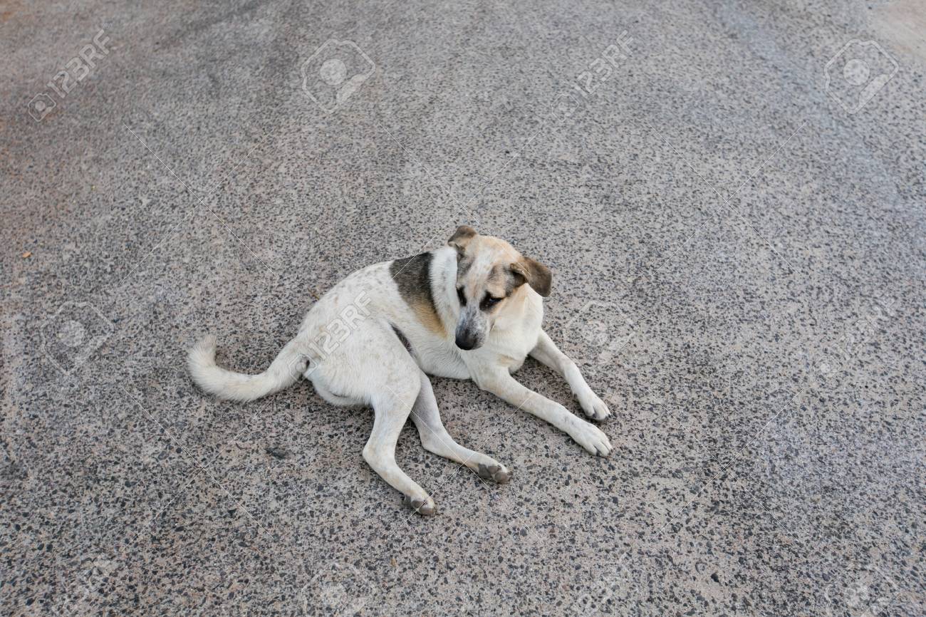 犬タグ去勢 Beeing の耳印に コンクリートの上に座って悲しいホームレス野良犬 の写真素材 画像素材 Image