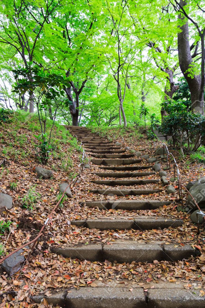 森の散歩道 の写真素材 画像素材 Image 森の散歩道 の写真素材 画像素材 Image