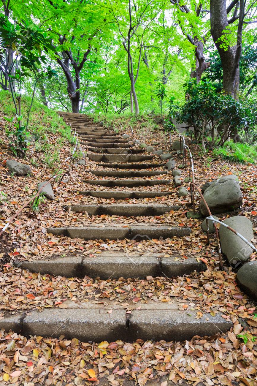 森の散歩道 の写真素材 画像素材 Image 森の散歩道 の写真素材 画像素材 Image