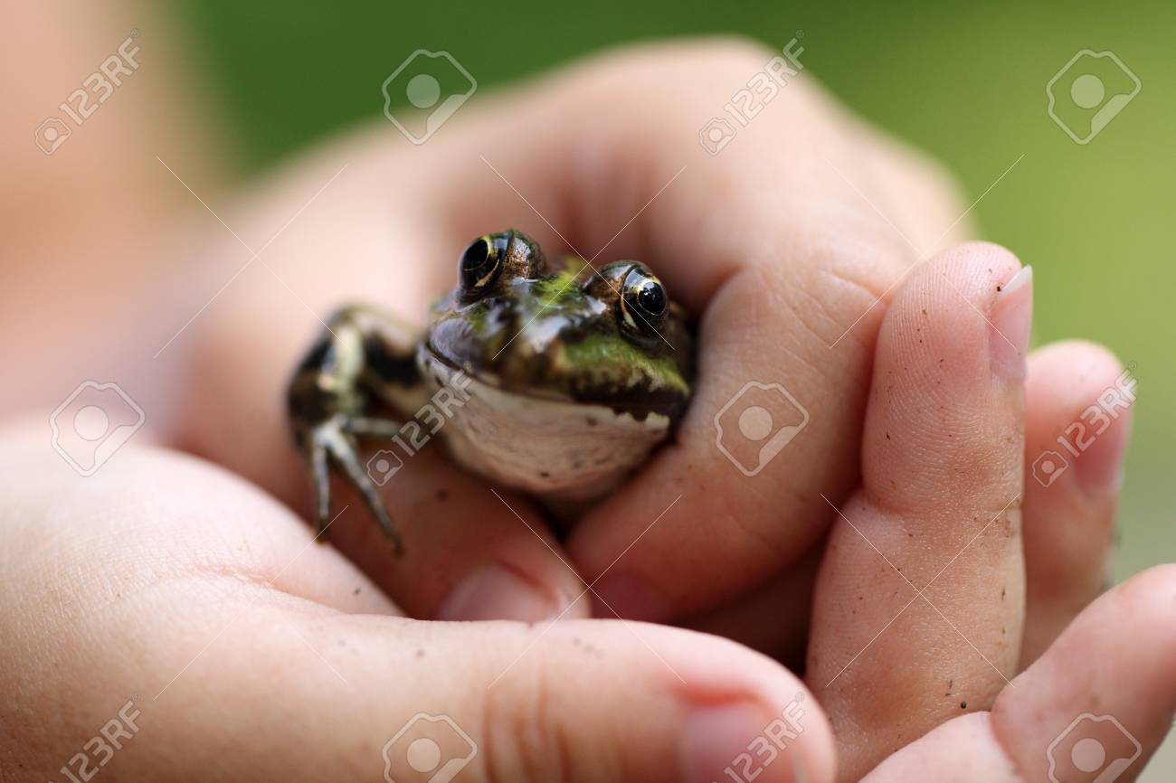 女の子の手の中のカエルの詳細 の写真素材 画像素材 Image