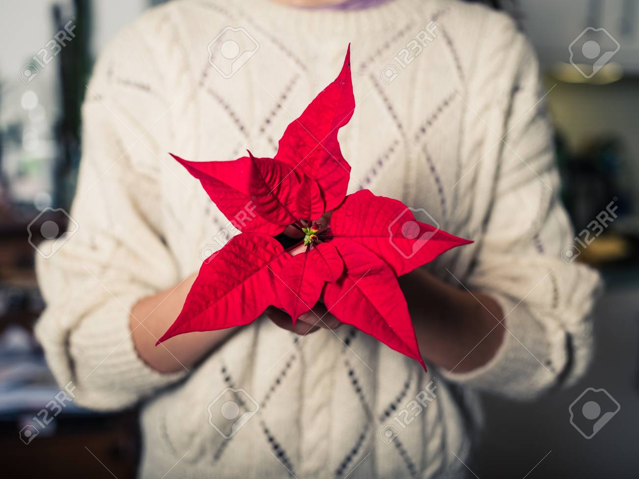 Stella Di Natale In Casa.Immagini Stock Una Giovane Donna E In Piedi A Casa E Tiene In Mano Una Stella Di Natale Image 50796489