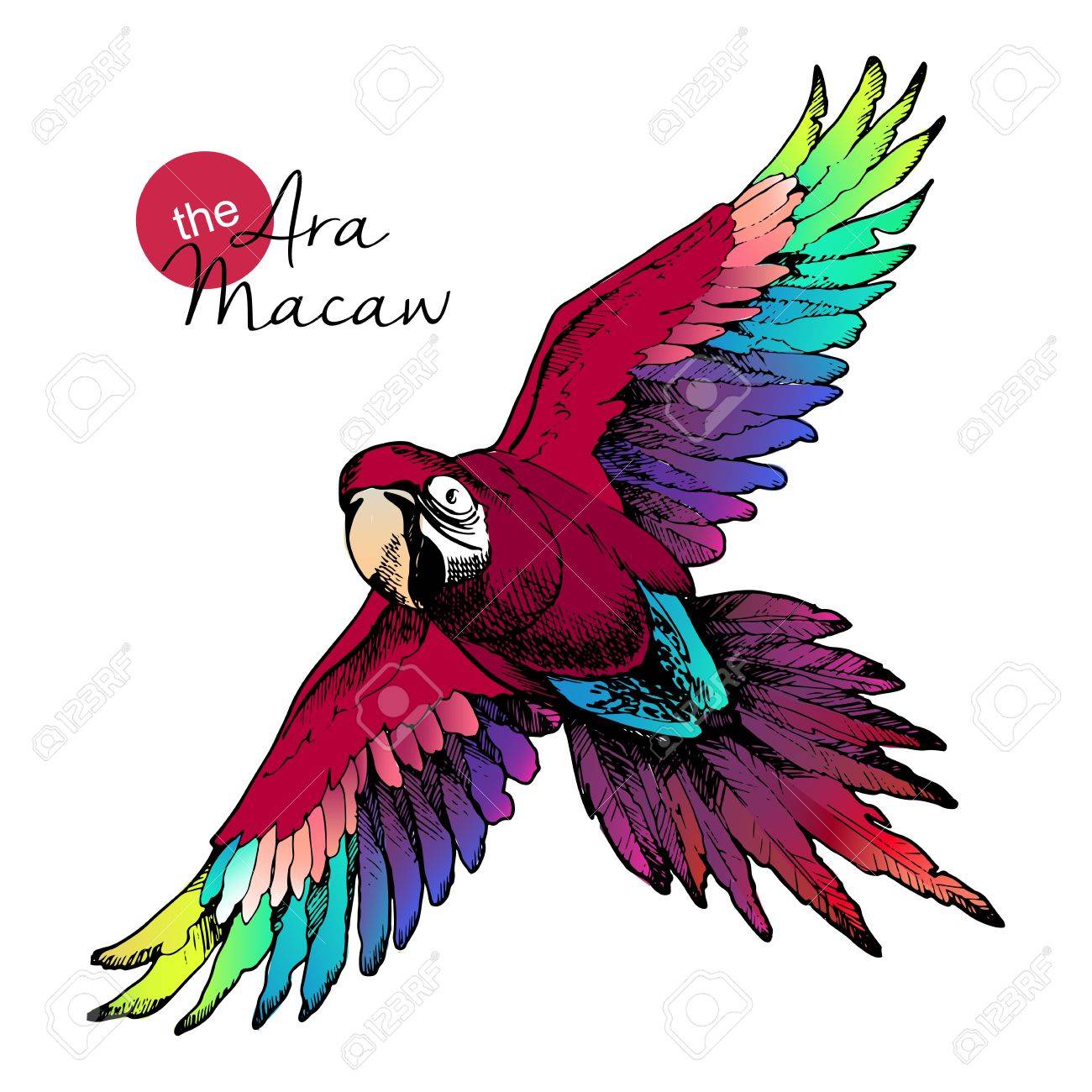 Vector Hand Drawn Illustration Of Ara Macaw Parrot Engraved Exotic Bird Collection With High Vibrant Colors Wild Animals Portrait Royalty Free Svg Cliparts Vectors And Stock Illustration Image