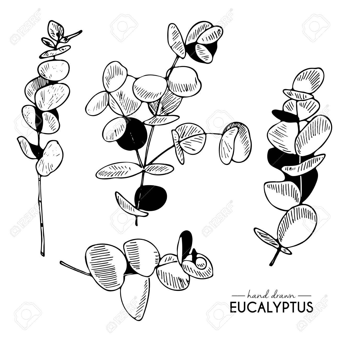 ベクトルは ユーカリの枝の描画設定を手します 刻まれたヴィンテージスタイルのアート 植物のイラスト 入れ墨 デザイン 繊維 他の芸術に適しています の イラスト素材 ベクタ Image 63834625