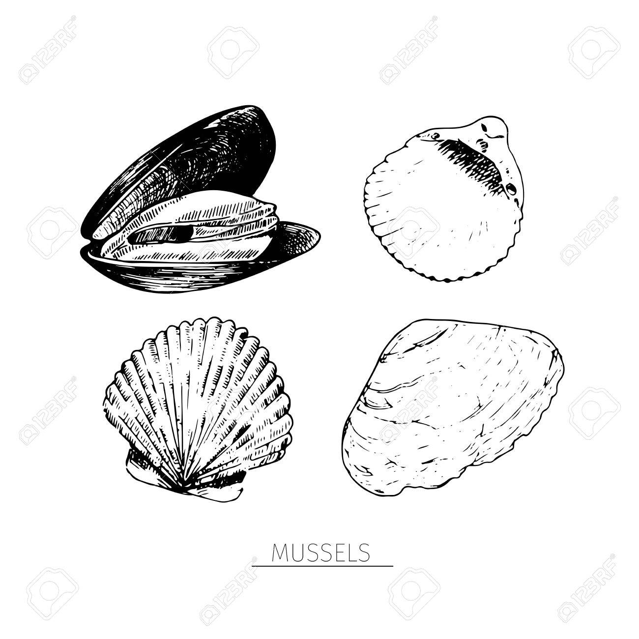 ベクトルは手シーフード アイコンの描画セットです 隔離されたアサリ 刻まれたアート 海洋の美味しいメニューはスケッチ オブジェクトです 麟 食事 市場 店 メニューのパーティ装飾 他のデザインのための使用 のイラスト素材 ベクタ Image