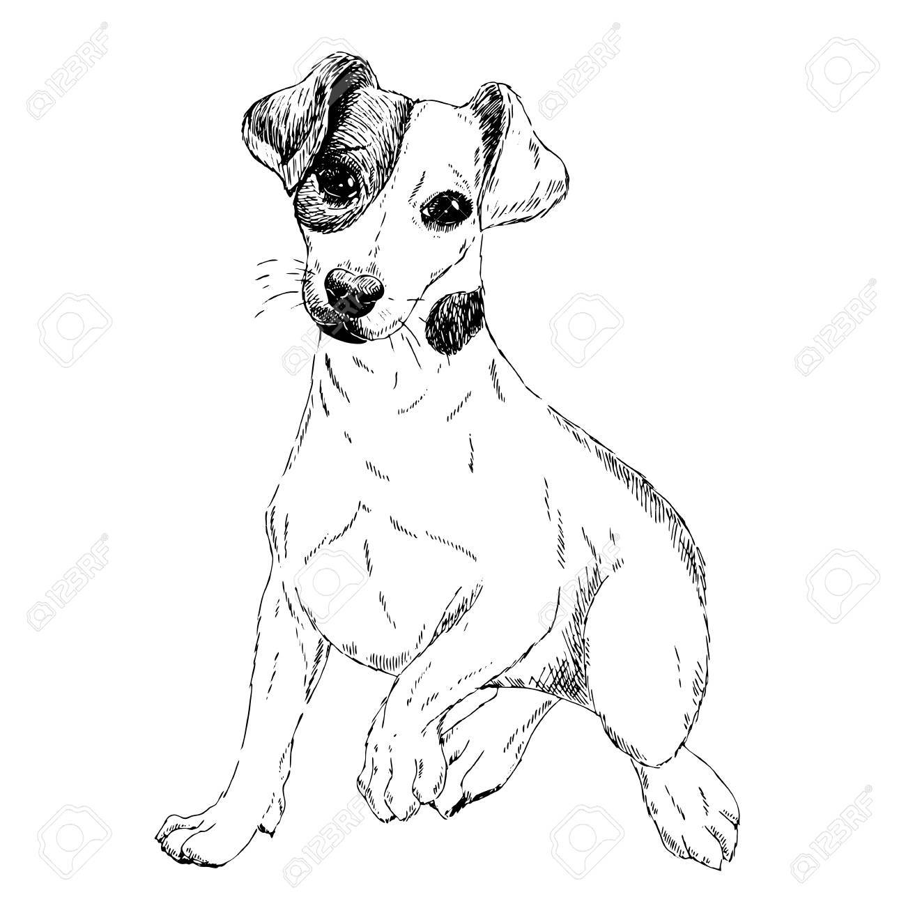 Portrait Of Jack Russel Terrier Dog Vector Engraved Art Friendly Smilling Puppy Isolated On White Background Pet Shelter Flyer Poster Clothing Prints Sketched Poster Royalty Free Cliparts Vectors And Stock Illustration Image