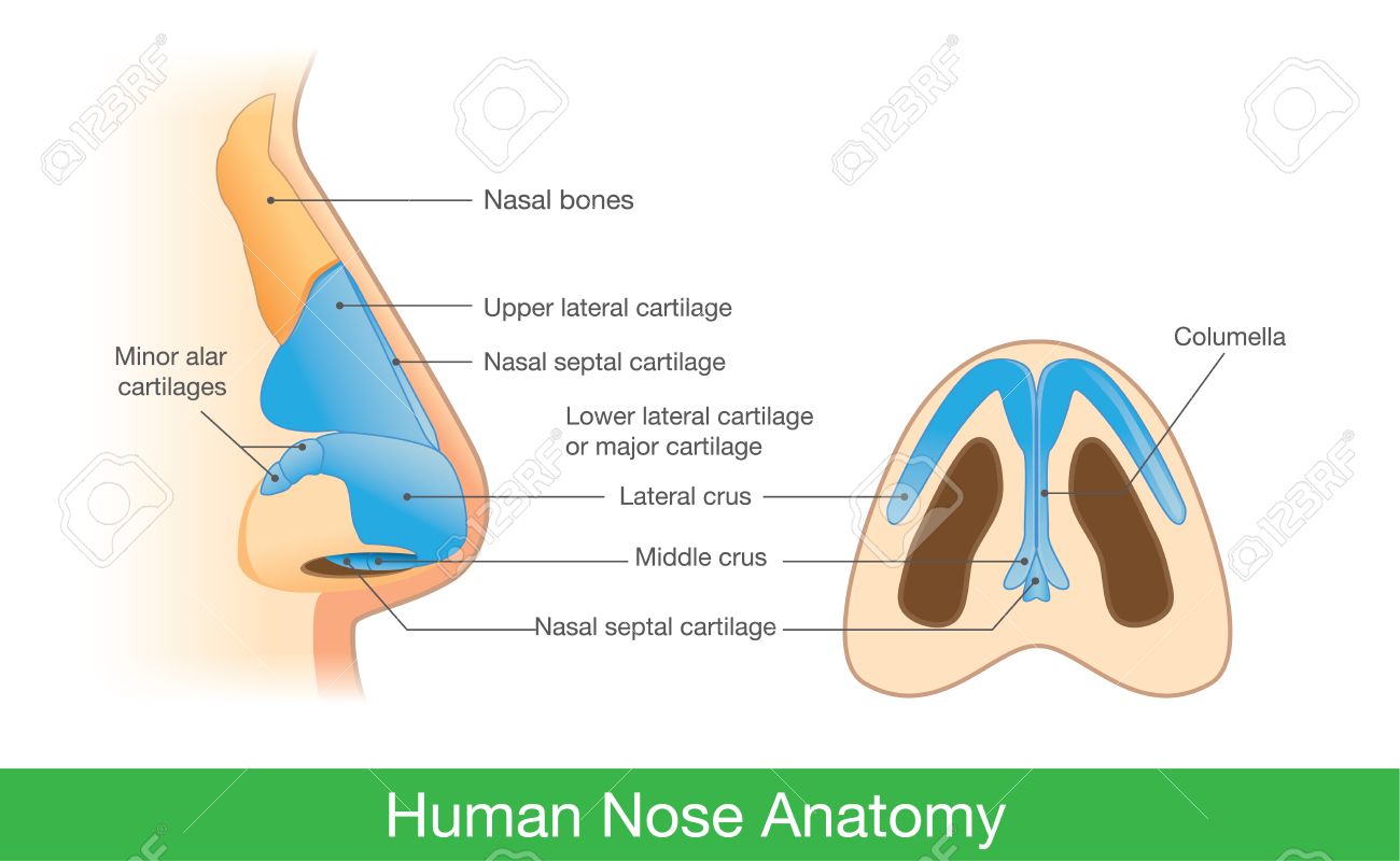 vista lateral de la anatomía humana