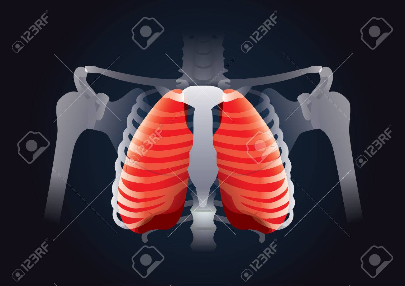 赤黒の人間の胸郭肺 人間の呼吸システムについてこのイラスト のイラスト素材 ベクタ Image