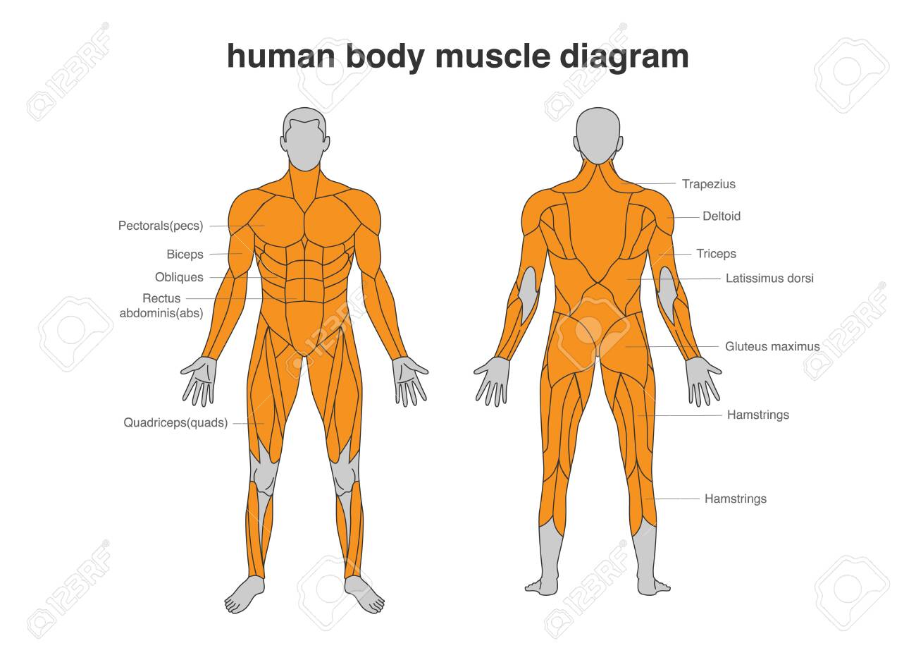 Human Body Muscles Diagram In Full Length Front And Back Side Illustration About Bodybuilding And Anatomy Royalty Free Cliparts Vectors And Stock Illustration Image 128050616