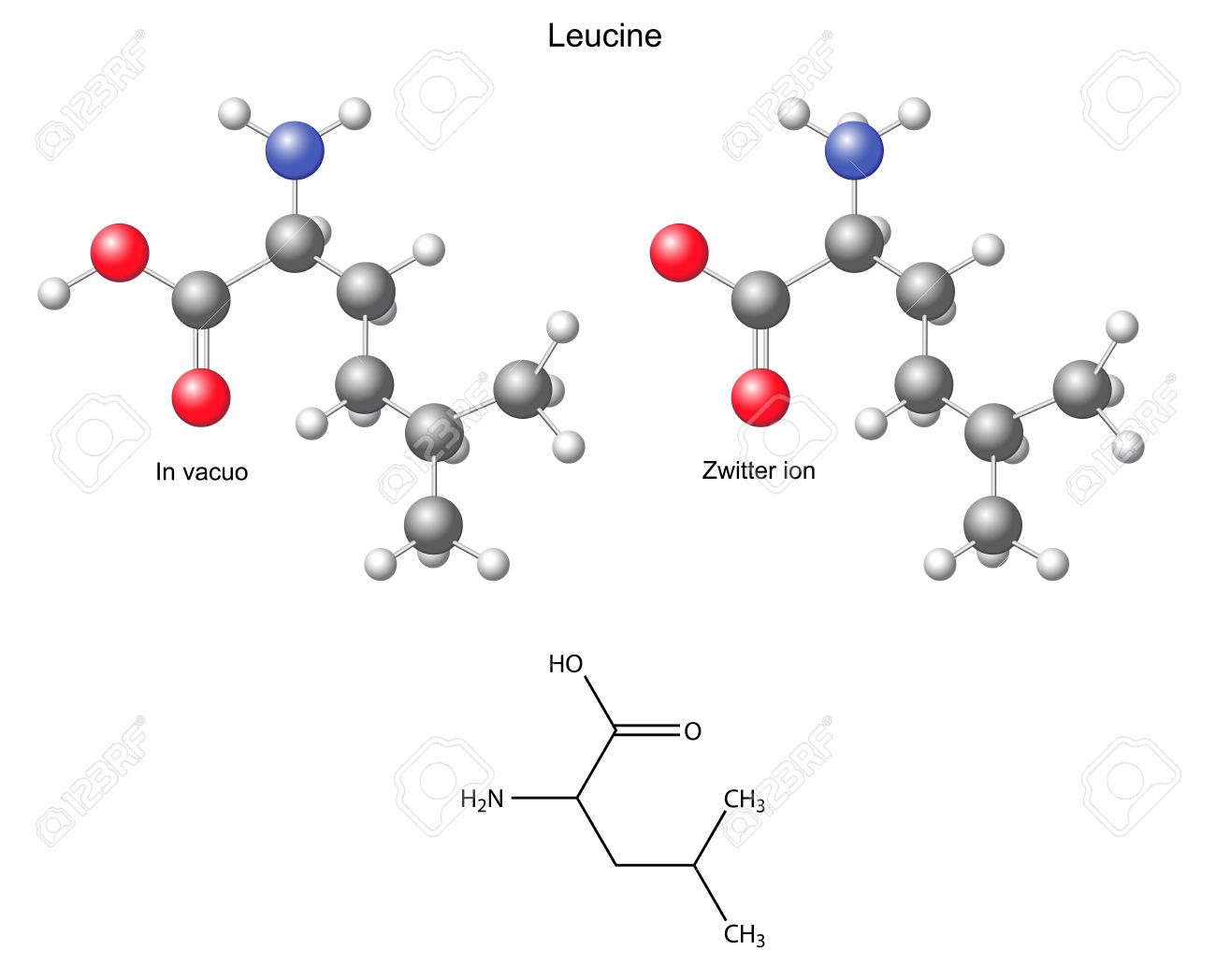 ロイシン ルー 化学構造式とモデルのイラスト素材 ベクタ Image