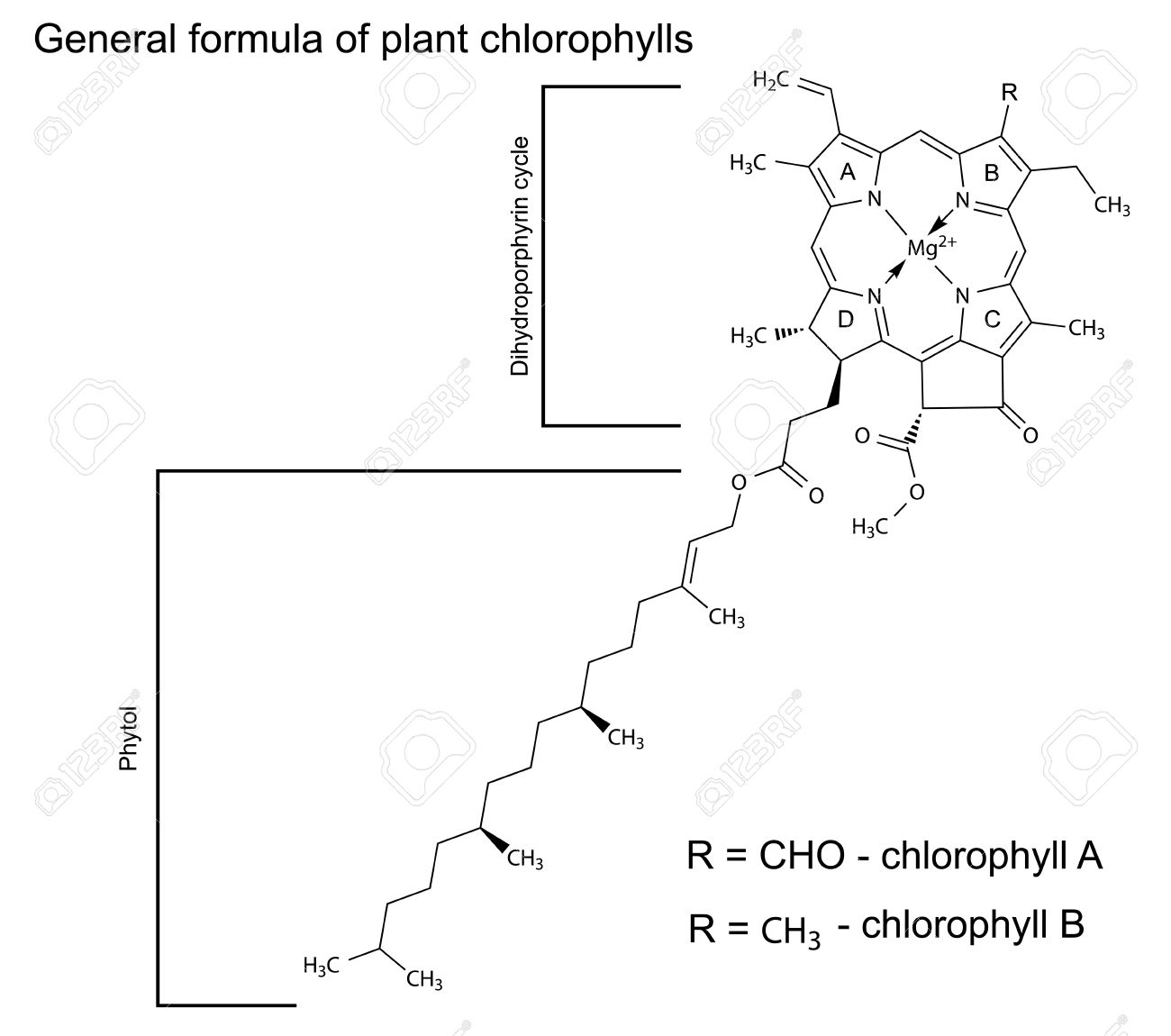 general structural chemical formula of plant chlorophyll molecules 2d illustration isolated on white background