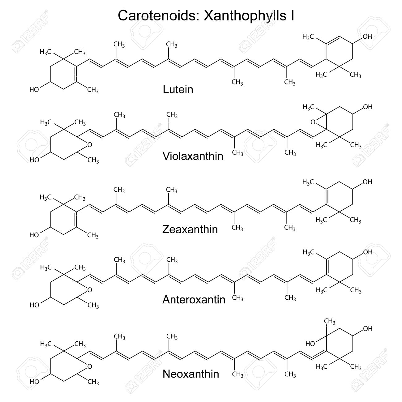 Structural Chemical Formulas Of Plant Pigments Carotenoids Xanthophylls Neoxanthin Anteroxantin Zeaxanthin Violaxanthin 2d Illustration Vector Eps8 Royalty Free Cliparts Vectors And Stock Illustration Image 32942821