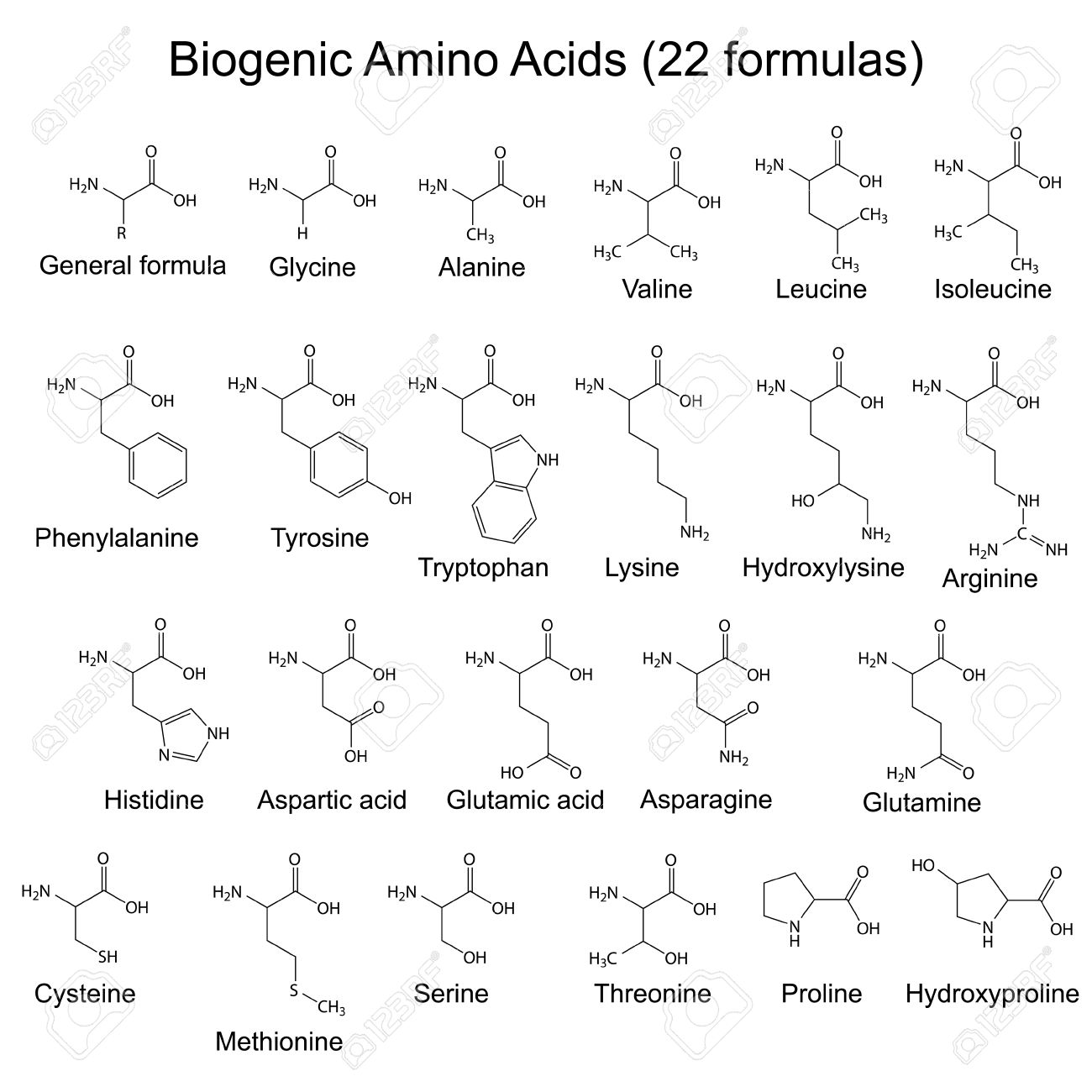 amino acid formula