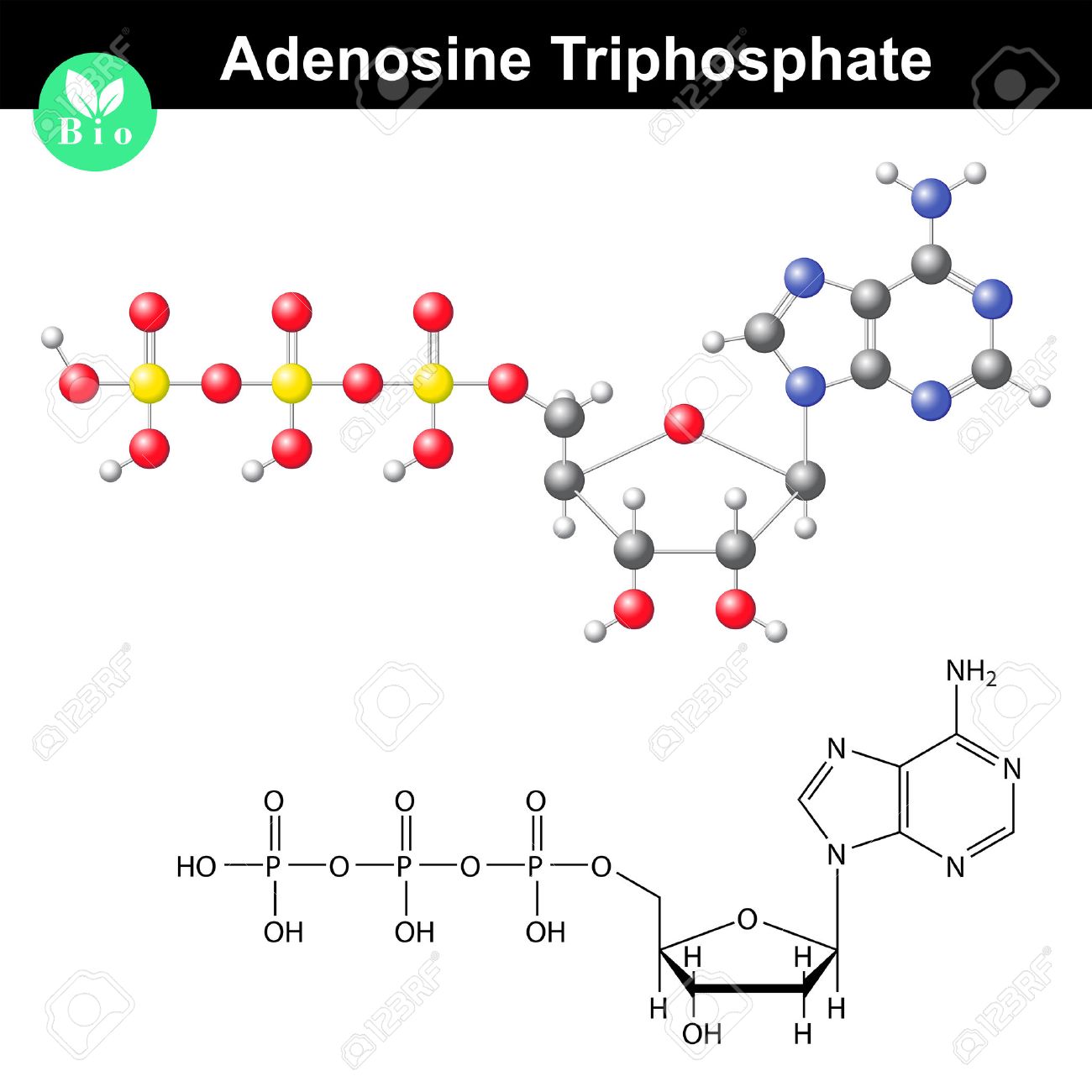 アデノシン三リン酸の分子構造、ATP は細胞内エネルギー移動科学 3 D ベクトル イラスト、白い背景で隔離のイラスト素材・ベクター Image  65655806