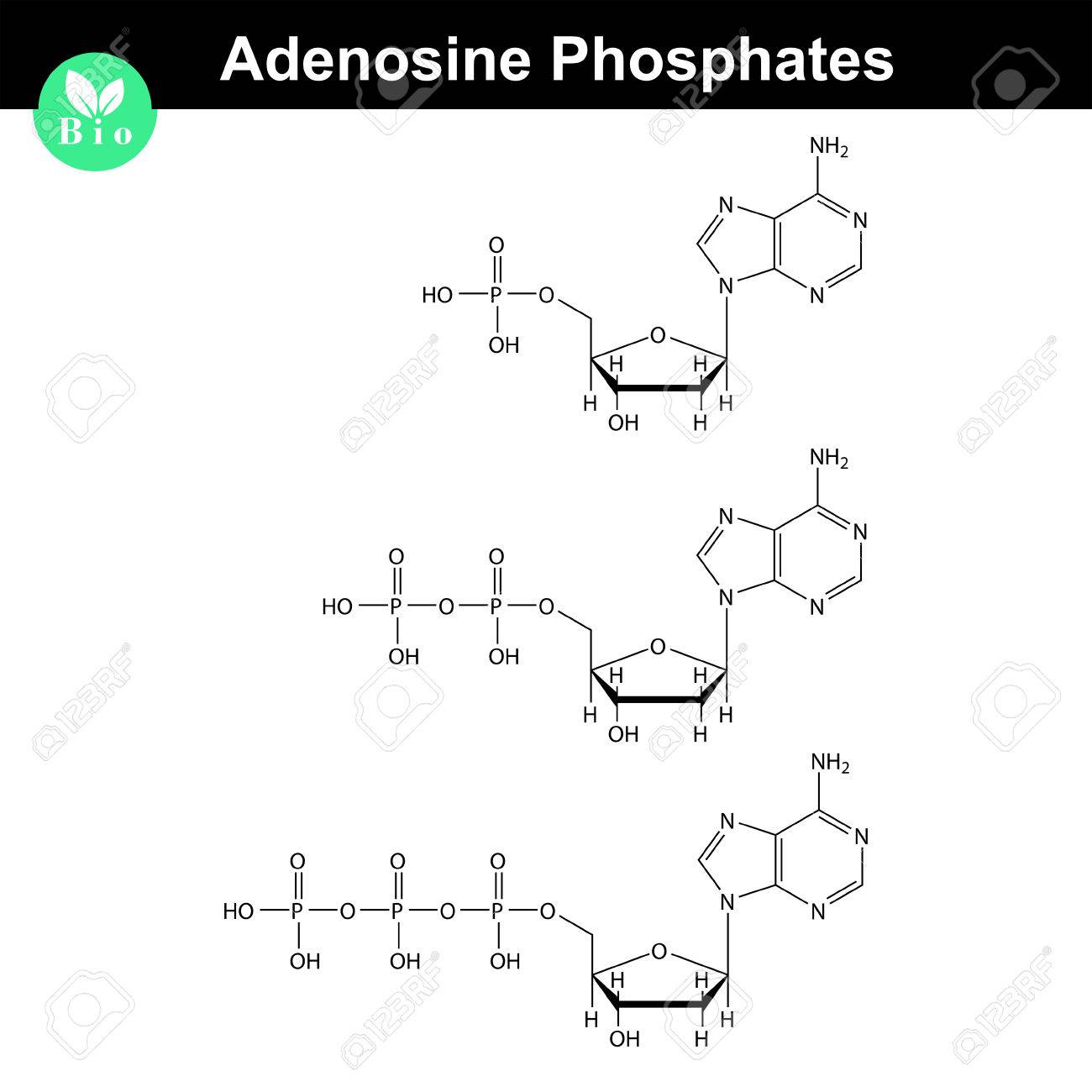 ATP、ADP、AMP の化学構造、骨格スタイル、2 D 化学ベクトル図では、白い背景で隔離のイラスト素材・ベクター Image 65655807