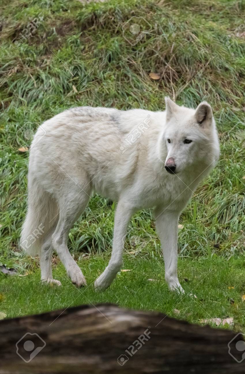 Big White Wolf Walking On A Green Grass Stock Photo Picture And Royalty Free Image Image Big White Wolf Walking On A Green Grass Stock Photo Picture And Royalty Free Image Image