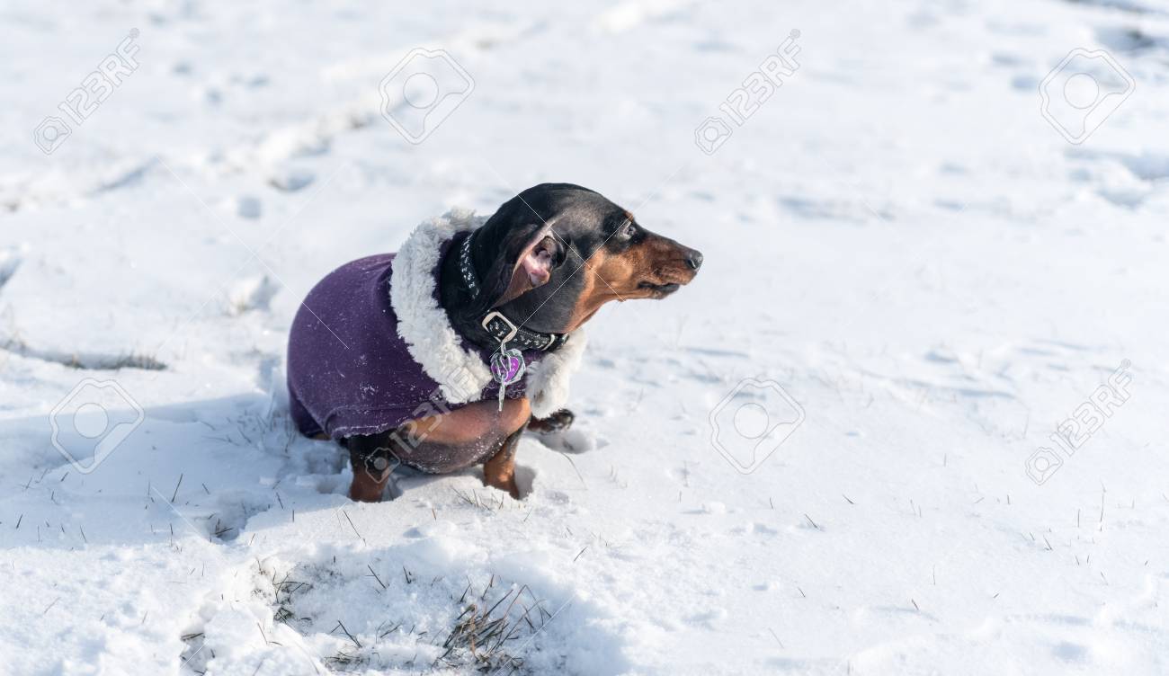dachshund winter coat
