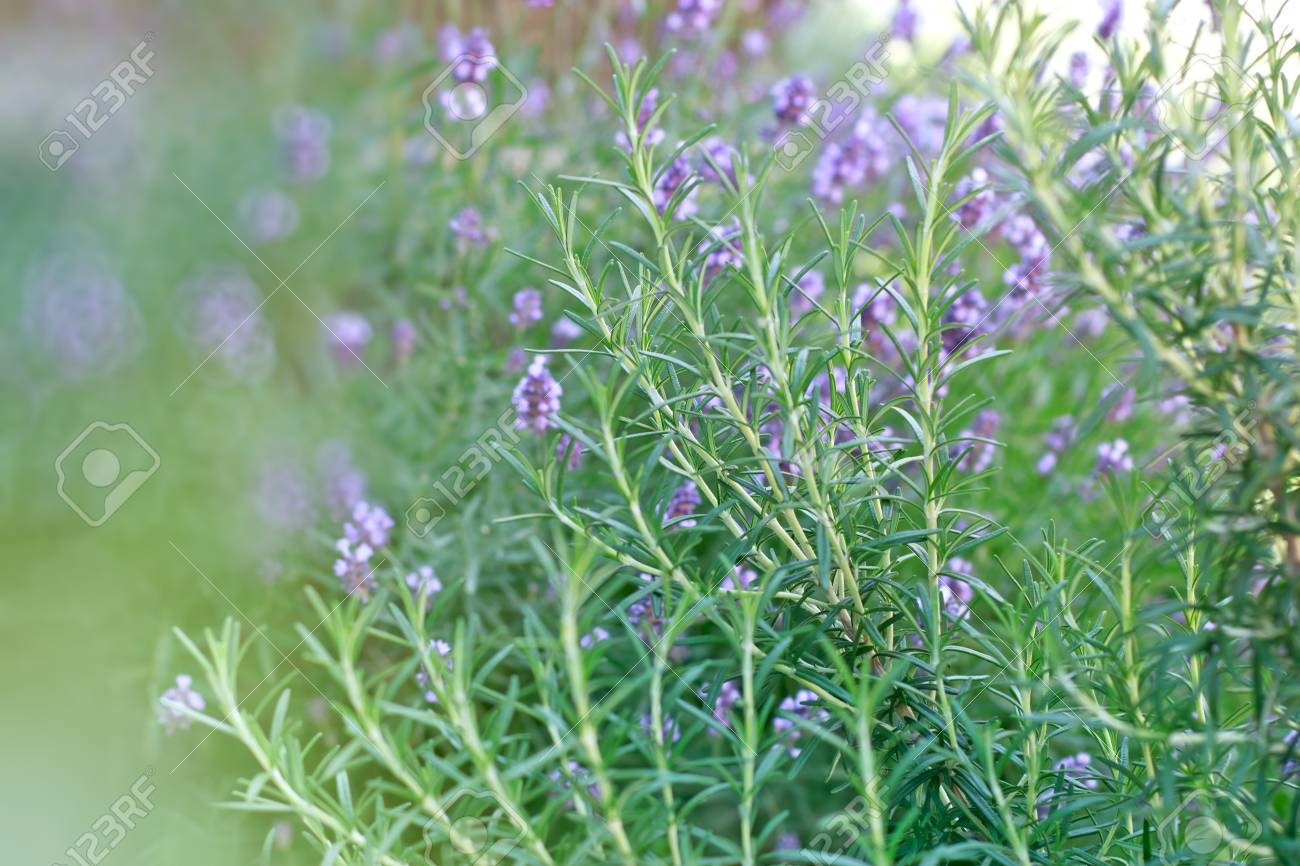 ローズマリー 私の庭の背景としてラベンダー の写真素材 画像素材 Image