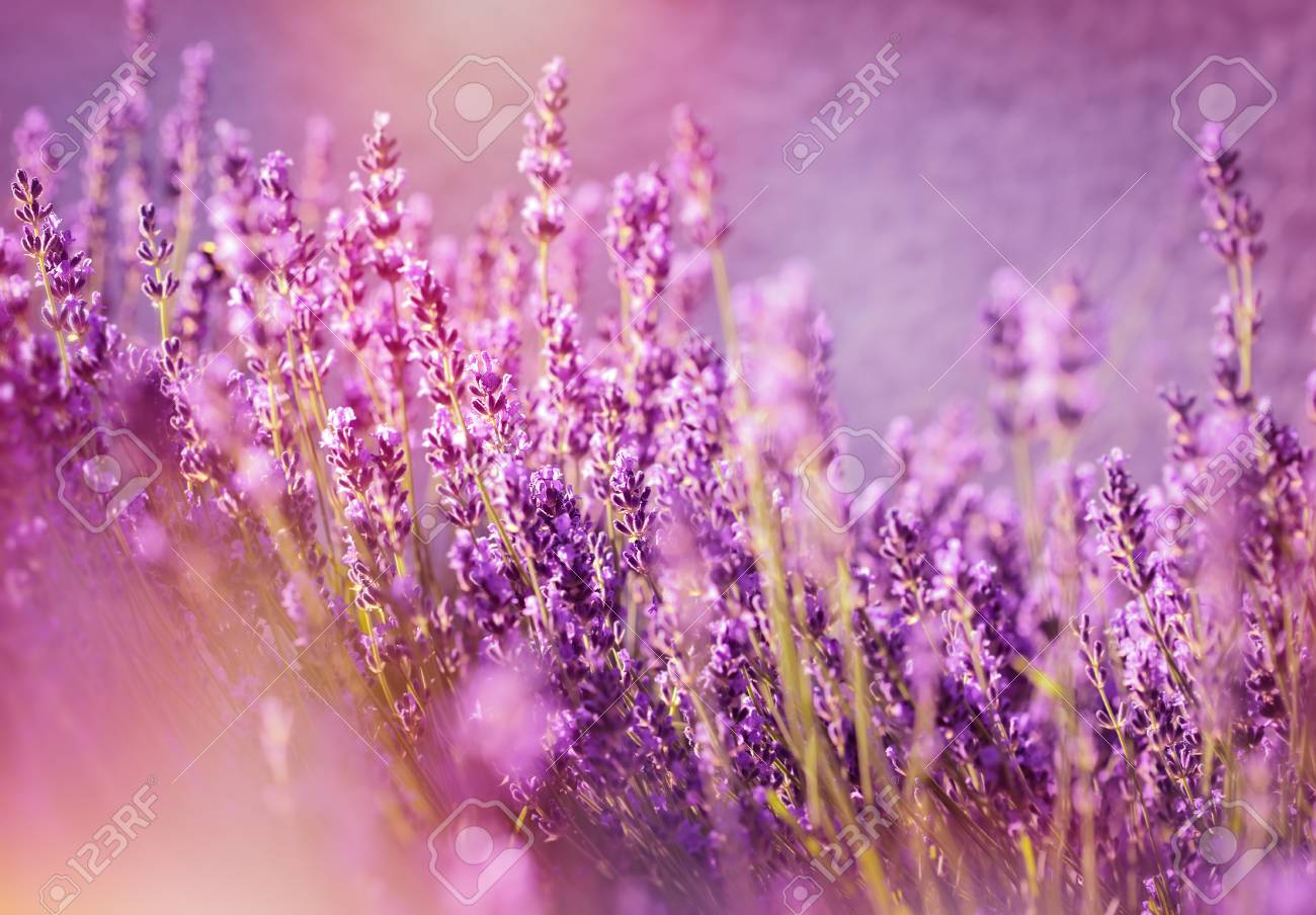 Beautiful Lavender Flowers Stock Photo, Picture and Royalty Free Image.  Image 42758714., image size:1300x904