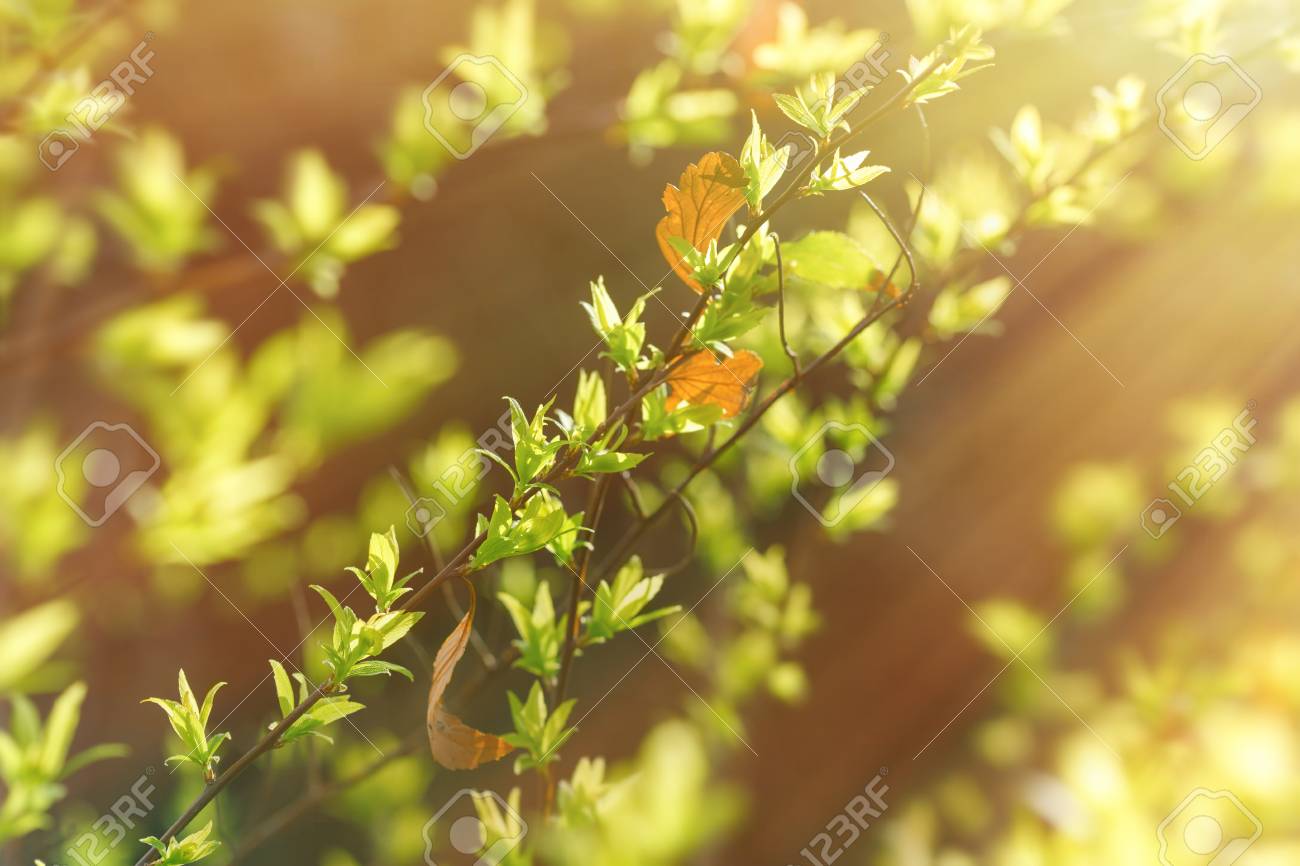 春の木漏れ日の太陽光線に照らされた葉します の写真素材 画像素材 Image 春の木漏れ日の太陽光線に照らされた葉します の写真素材 画像素材 Image